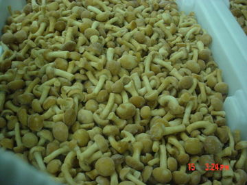 Neue Ernte-gefrorene Obst und Gemüse Forest Nameko Mushroom Whole Part ABC IQF