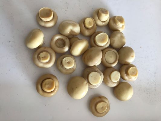 Champignon-Pilz-Stil Gemüse in Dosen mit reinem natürlichen Geschmack Champignon-Pilz in Dosen für die Lebensmittelindustrie