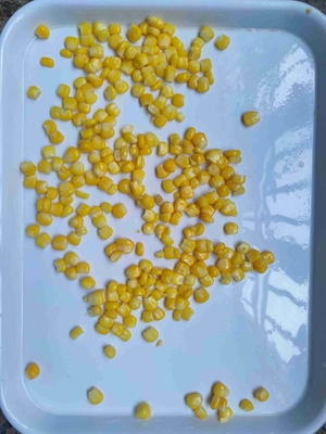 Praktische und köstliche Maiskörner aus der Dose, Süßmais